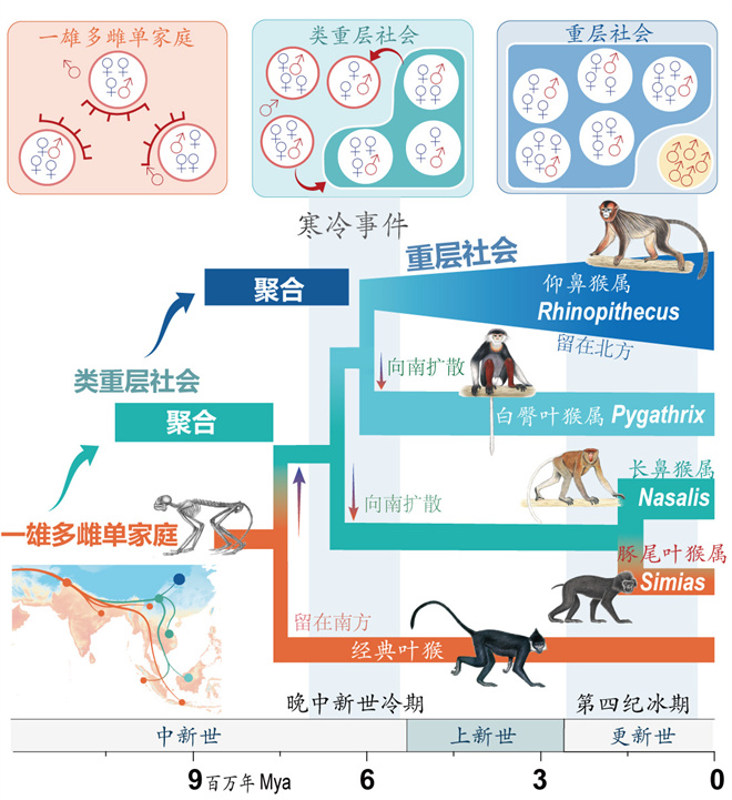 Science封面文章:华体会体育(中国)hth·官方网站金丝猴研究团队首次系统揭示灵长类社会演化之谜_fororder_寒冷事件促进亚洲叶猴社会聚合(供图 齐晓光 赵兰 武进伟)